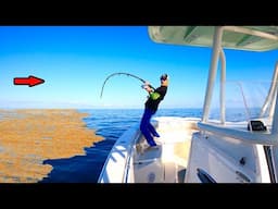 3 Days Catching Big Fish Under Grass Mats!
