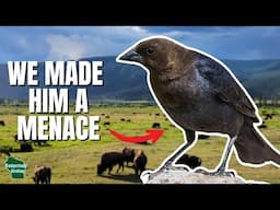 This Bird Hijacks Nests...And it's Thriving Because of Us