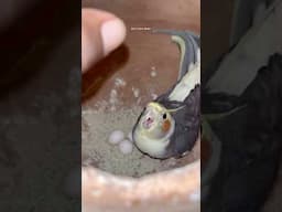 Don’t 😡touch my eggs 🥚 #cockatiel #birds #lovebirds #viralvideo #shorts #wildlife #birdlovers