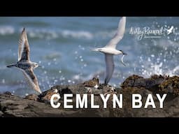 Wildlife Adventure on the Rocky Shore!
