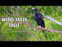 Wedge-Tailed Eagle Snacks on Wallaby