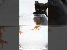 STOP Putting FISH in BOWLS 🐠