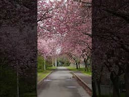 Spring in Edinburgh 🌸 how special to be standing under the cherry blossoms watching these two play!