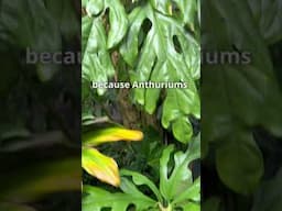 Meet A MONSTER Sized Anthurium Clavigerum At Fairchilds
