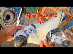 Geeth Wali Ye Hai mada اصلی کبوتر بازی کا نچوڑ
