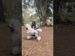Beautiful standard poodle stack #dog #shorts #poodle