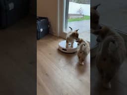 Puppy approved robot vacuum