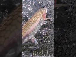 Sparkling Mountain Trout Into The Depths #mountains #fishing #britishcolumbia #trout #nature