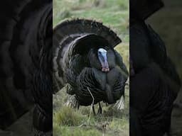 Anyone catch a scene like this out in the turkey woods over the weekend? @TheElementWild  #hunting