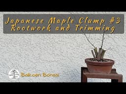 Japanese Maple Clump#3 Rootwork and Trimming - Tom Lau -  Bonsai Technique - Baikoen Bonsai Club