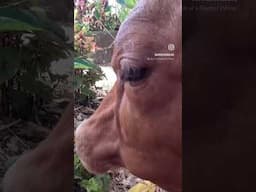 Cow cuddling - Big Island of Hawaii