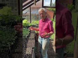What to Sow in Mid-June | Succession Planting & Seed Tray Tips for Temperate Climates