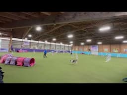Eli UKI Champ Gamblers and Agility