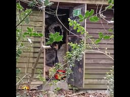 Blackgang Chine - Henry hoovers hide out behind the fire exit - Isle of Wight