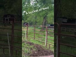 Equipment, patience and a little bit of crazy #shorts #cow #funny