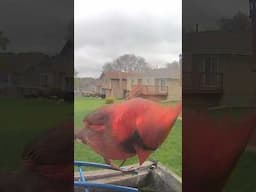 Red Cardinal at the bird camera. #birdfeedercamera #birds #birdwatching #cardinalbird cardinalb