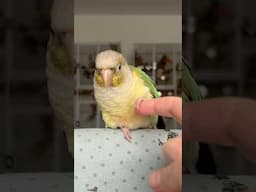 Green Cheek Conure Parrot Shakes Hands #conure #greencheekconure #parrots | BirdNerdSophie