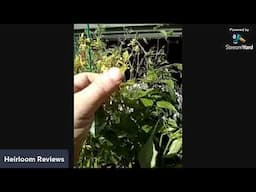 How i winter pepper plants for winter and Q&A