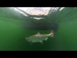 Live West Coast Fishing