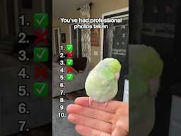 Spoiled parrotlet? 💚 #parrotlet #birds #parrots