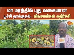 மா மரத்தில் புது வகையான பூச்சி தாக்குதல்..விவசாயிகள் அதிர்ச்சி | Mango Garden | Sun News