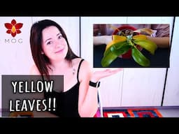 All you need to know about yellow leaves on Orchids - Orchid Care for Beginners