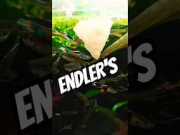 ENDLER'S Fish try BANANA #tropicalfishtank #exoticaquariumfish #aquarium #fishtank #tropicalfishtank