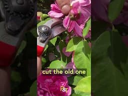 How to Deadhead Roses for Bags of Beautiful Flowers All Summer Long! #rose #roses #flowers #garden