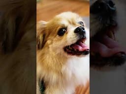 Help Curly Doodle Dog Grooming win Best of Sonoma County 2025 🐾