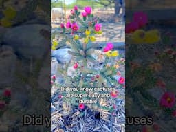 Cactus on the Move: Irresistible Tips for a Smooth Transplant