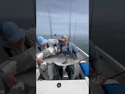 HUGE Striped Bass!