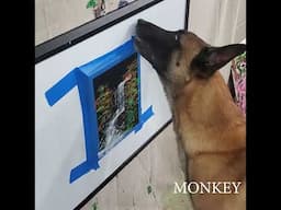 Monkey's Splash