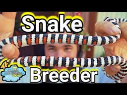 Day in the life of a snake breeder.