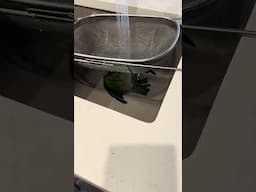 Bird is enjoying a nice shower in the sink!