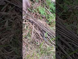 Can you see it? #snake #thailand #kohsamui