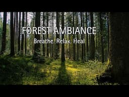 Relaxing Forest Walk | Calm Your Mind & Breathe Deeply | 1 Hour of Nature for Inner Peace