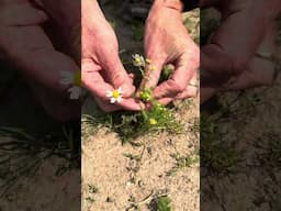 Pineapple weed v scented mayweed. #wildfooduk #foraging #foraging #foragingcourses #wildfood