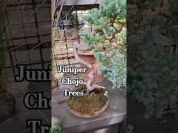 Bonsai living art tree nature Chojo Feature