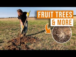 Planting Perennial Crops for Decades of Harvest | Bare Root Fruit Trees & Asparagus