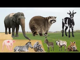Cute Farm Animals: Elephant, Raccoon, Goat, Pig, Zebra, Monkey, Donkey, Fox – Animal Sounds