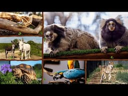 Animal Ambassador 24/7 Live Cams - Alveus Sanctuary