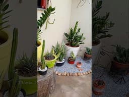 MEU VÍCIO DO BEM !!  SIM SOU VICIADA EM CULTIVAR ESSAS BONITAS