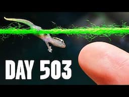 Stopping an Army of Lesbian Geckos (1 year journey)