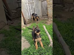 🤩Very cute little hunter. German shepherd puppy 2.5 months. Odessa. Ukraine.