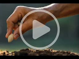 Sourcing Sustainable Seeds