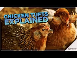 What Are Chicken Tufts?