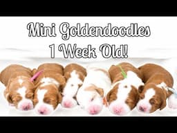 Can You Believe These Puppies Are Already 7 Days Old? LottieXMac