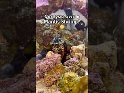 What it’s like owning a Mantis Shrimp