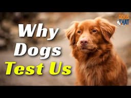 Is Your Dog Really Testing You?