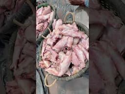 Ocean fish Drying process 🐟#fish #shortvideo #shorts #fishcutting #fishing #shorts #short #srilanka